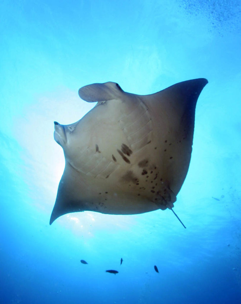 troy-the-manta