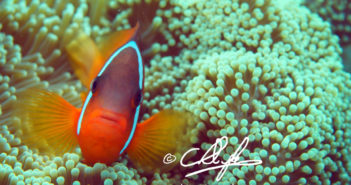 Clownfish