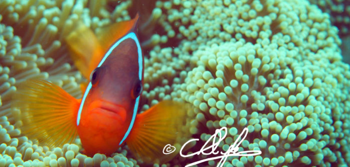 Clownfish