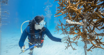 Florida Reef Tract Restoration Efforts Scaling coral-reef-foundation-16-11-16