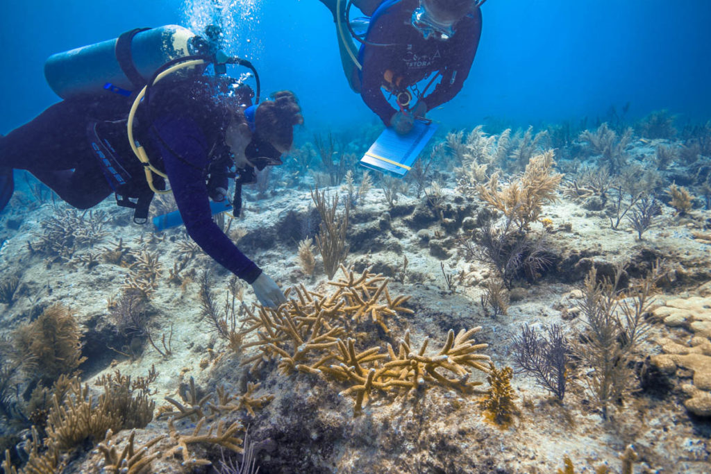 coral-reef-foundation-16-11-16