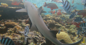 kiribati-shark-sanctuary