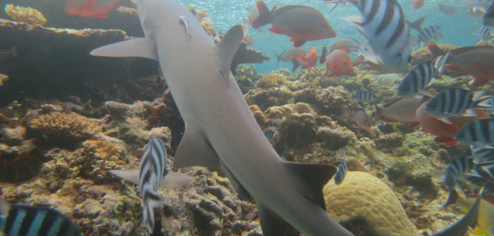 kiribati-shark-sanctuary