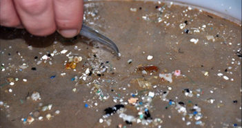 Ecojustice applauds federal ban on microbeads Microbeads