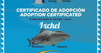 Pro Dive International Adopts Bull Shark pro-dive-bull-shark-adoption-1