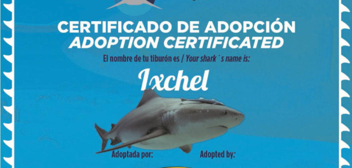 pro-dive-bull-shark-adoption-1
