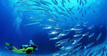 regaldive-oman