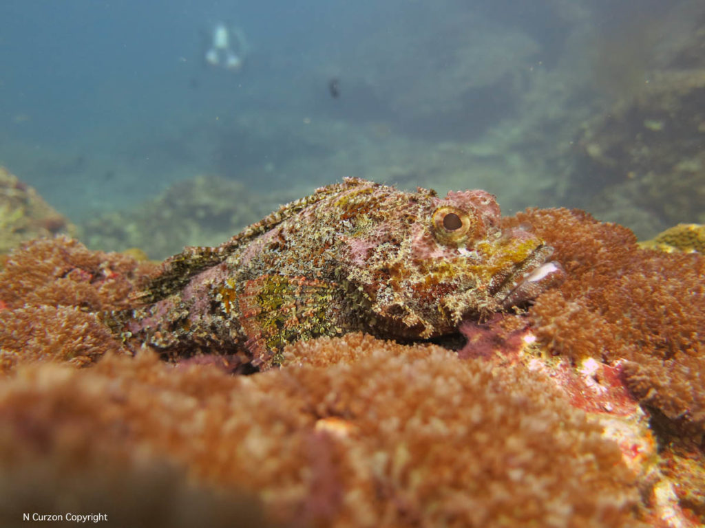 scorpion-fish-29-11-16