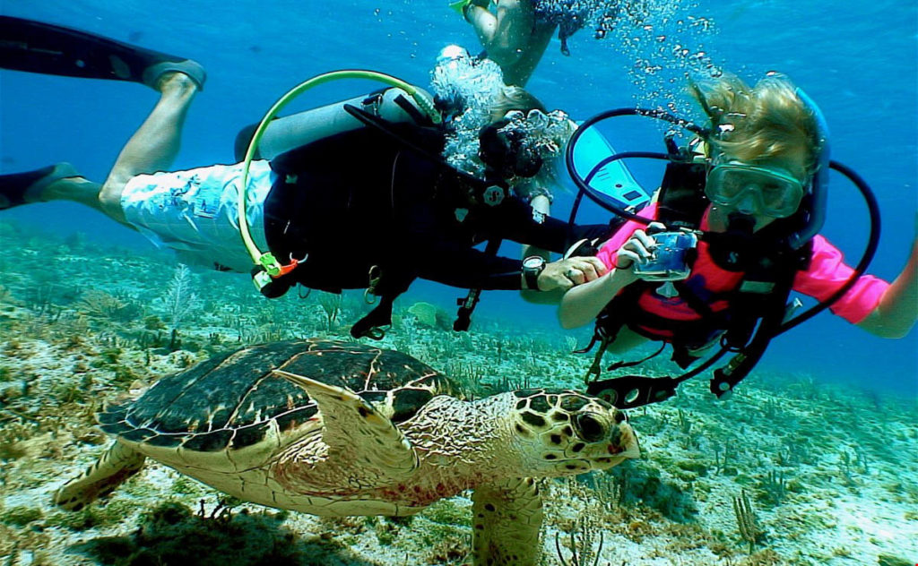 sea-turtles-cayman-islands