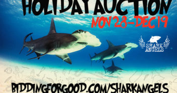 shark-angels-holiday-auction-2