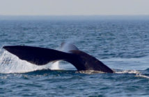 Sperm Whales