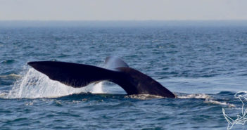 Sperm Whales