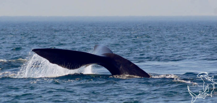 Sperm Whales