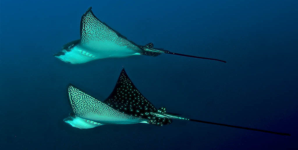 steve-rosenberg-dive-galapagos-07-11-16