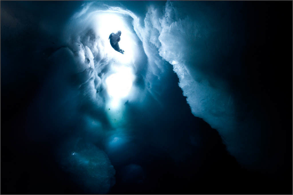 Baby Weddell Seal heading up for fresh air. Copyright John Weller