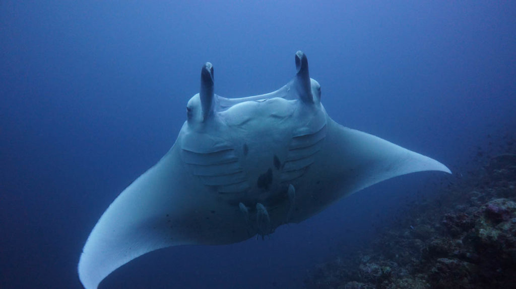 blueotwo-project-shark-maldives-08-12-16-1