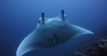 blueotwo-project-shark-maldives-08-12-16-1