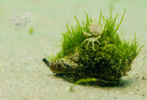 global-warming-black-sea-alex-georgescu