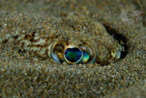 global-warming-black-sea-alex-georgescu