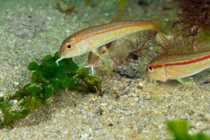 global-warming-black-sea-alex-georgescu