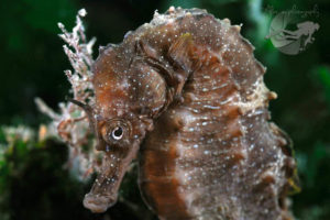 global-warming-black-sea-alex-georgescu