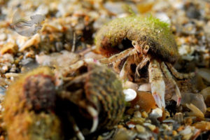 global-warming-black-sea-alex-georgescu