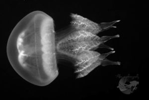 global-warming-black-sea-alex-georgescu