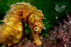 global-warming-black-sea-alex-georgescu