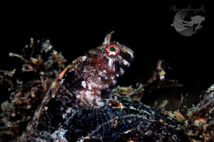 global-warming-black-sea-alex-georgescu