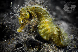 global-warming-black-sea-alex-georgescu