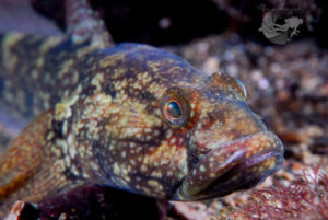 global-warming-black-sea-alex-georgescu