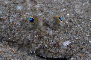 global-warming-black-sea-alex-georgescu