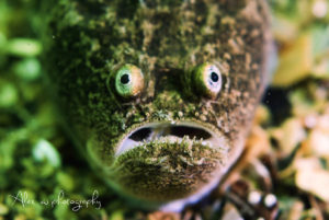 global-warming-black-sea-alex-georgescu