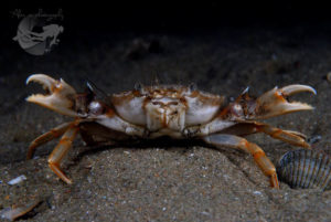 global-warming-black-sea-alex-georgescu