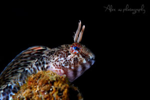 global-warming-black-sea-alex-georgescu