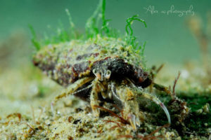 global-warming-black-sea-alex-georgescu