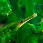 global-warming-black-sea-alex-georgescu