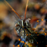 global-warming-black-sea-alex-georgescu