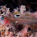 global-warming-black-sea-alex-georgescu