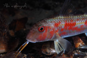 global-warming-black-sea-alex-georgescu