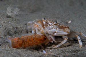 global-warming-black-sea-alex-georgescu