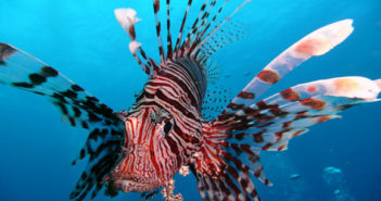 Lionfish