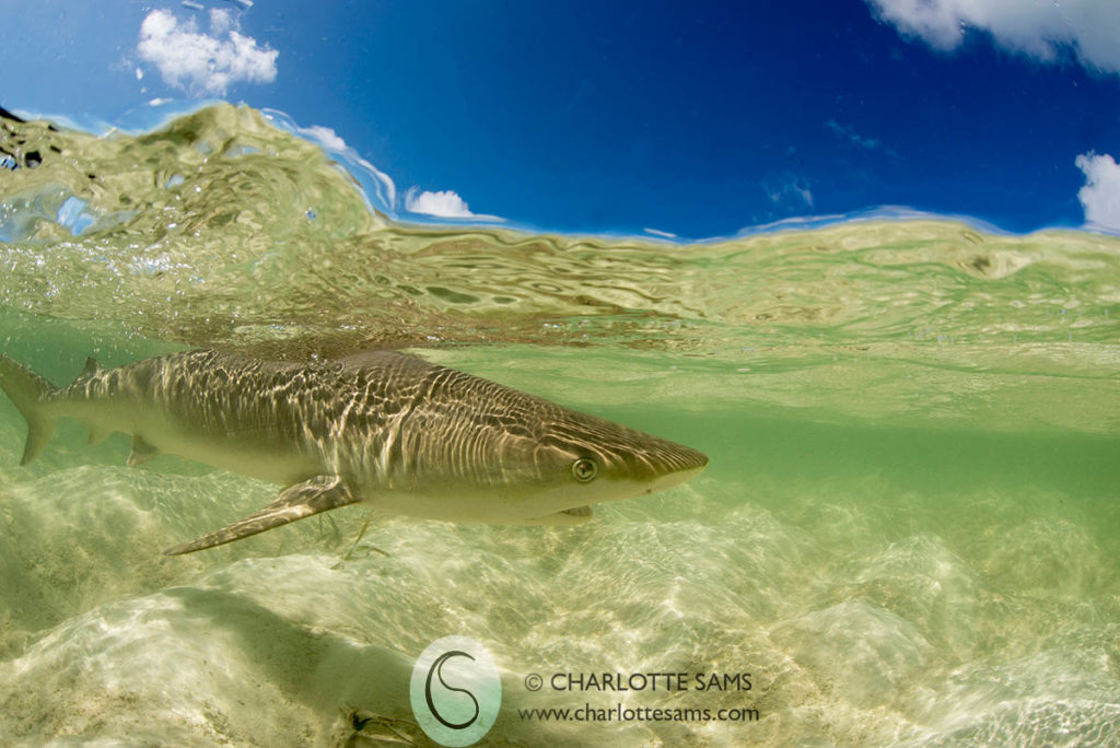 Sharks of Bimini