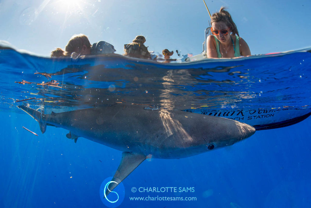 Sharks of Bimini