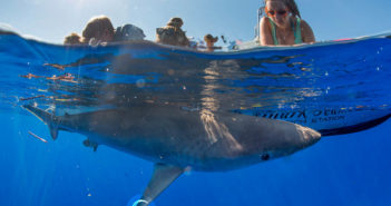 Sharks of Bimini