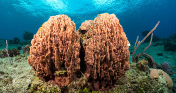 Dive N’ Shoot Cozumel – the best Underwater Photography event of the year! Aqua Spirit