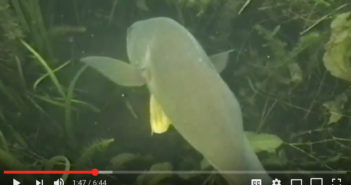 Video – Snorkel Michigan – Vol 1 Ep 6 Snorkel Michigan
