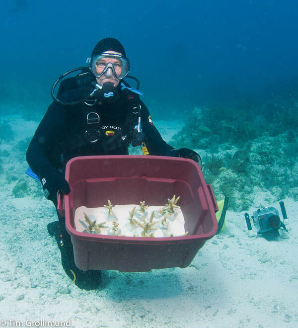Delivering prepared coral fragments to the reef