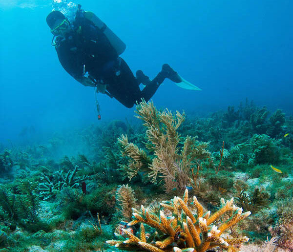 Ken Nedimyer inspects coral planted two years ago