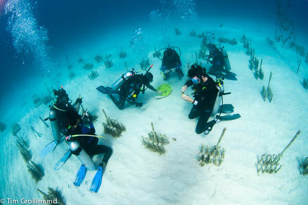 CRF divers performing maintenance in the nursery